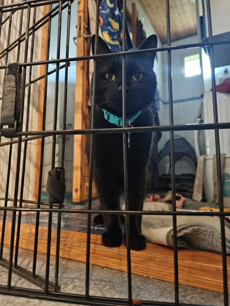 black_cat_closeup – kopio