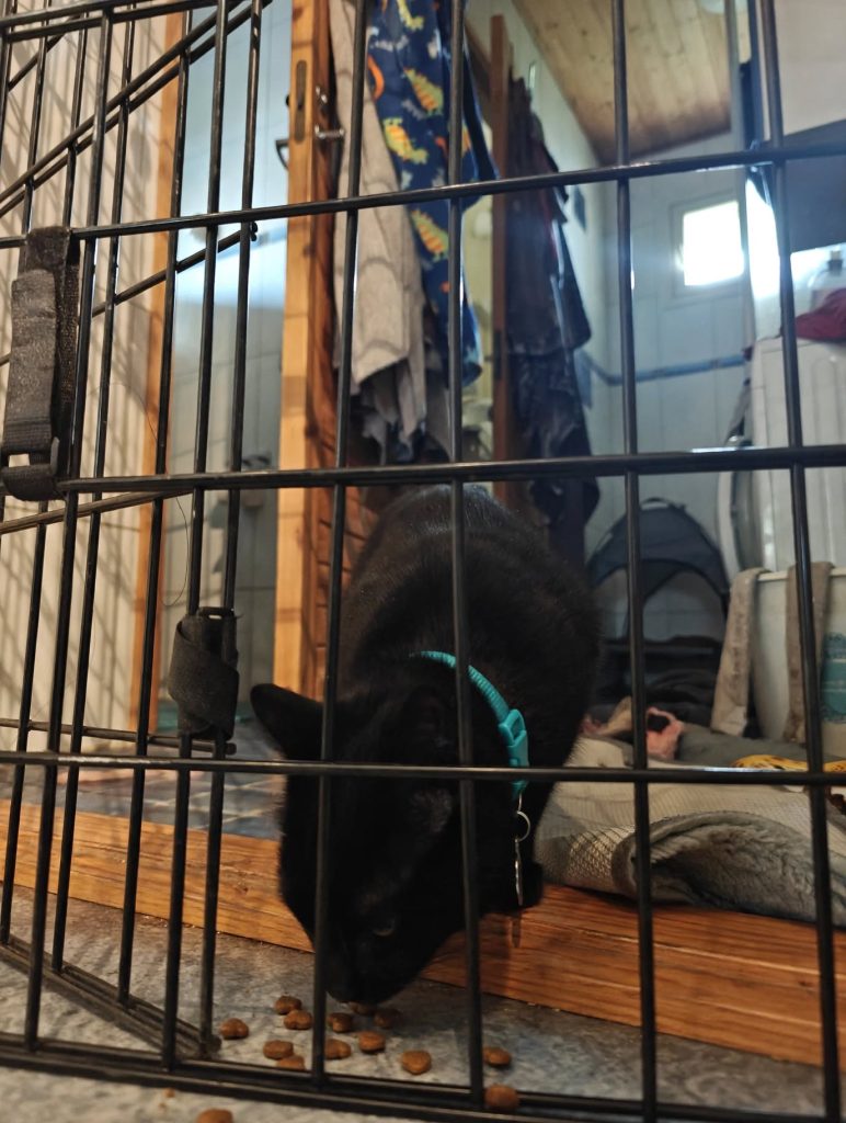 black_cat_eating_kibble_1 – kopio
