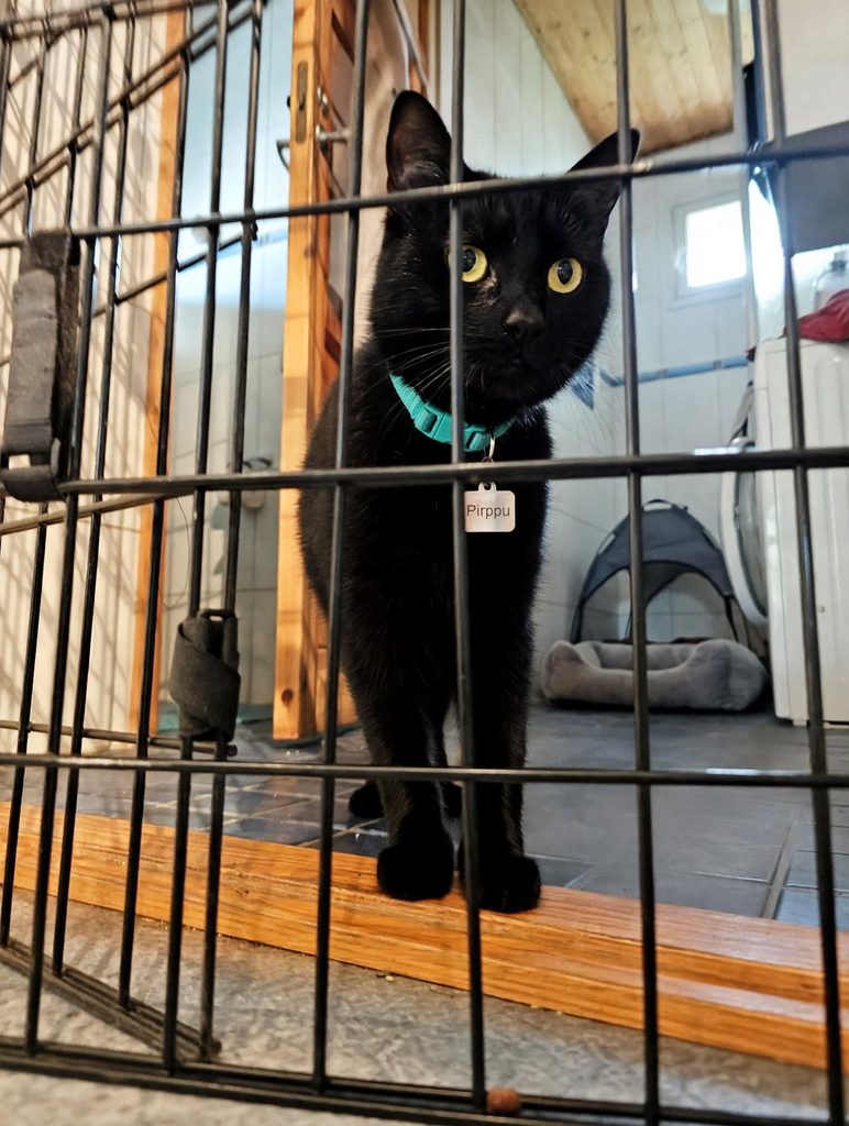 black_cat_portrait