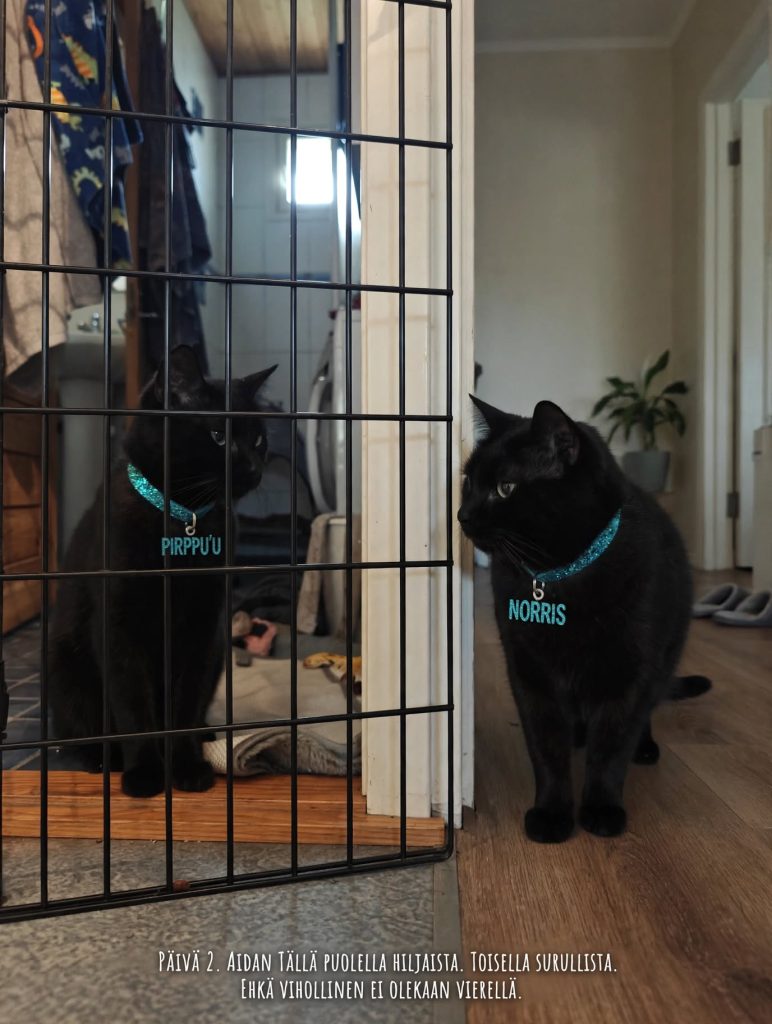 black_cats_fence_scene