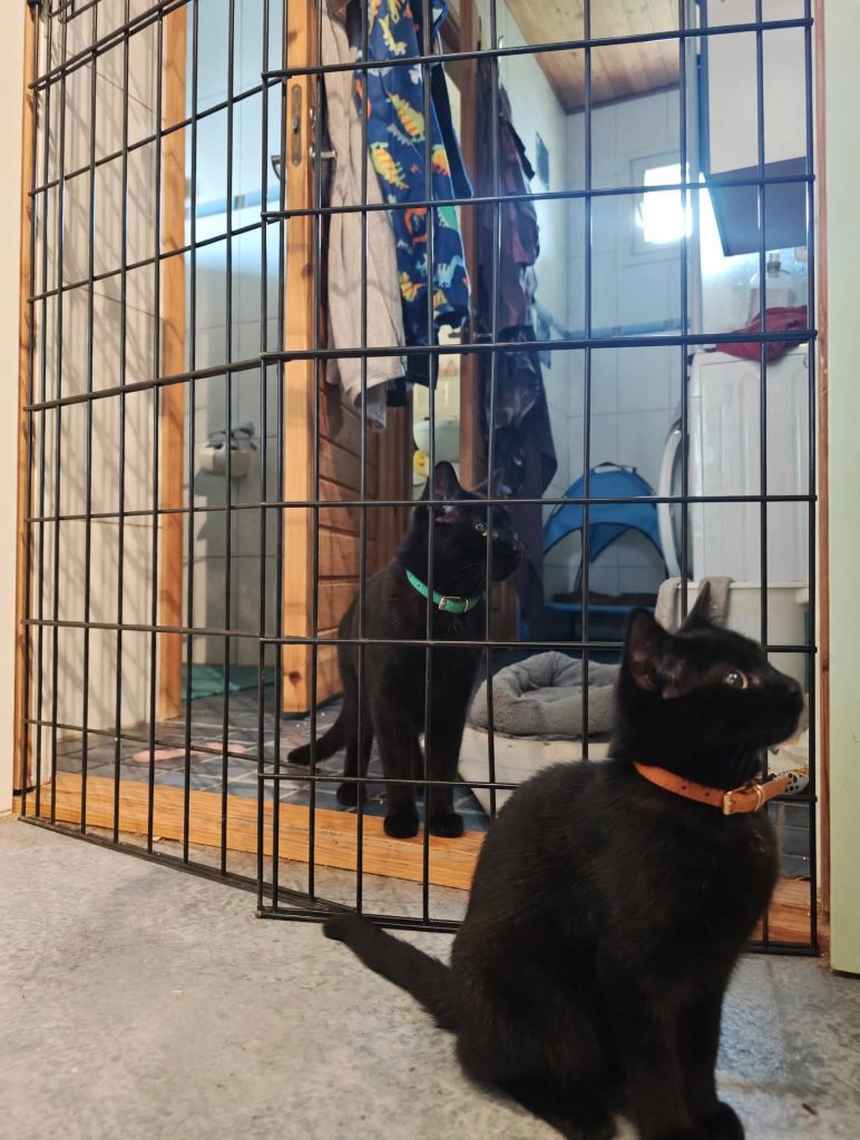 black_cats_metal_gate – kopio