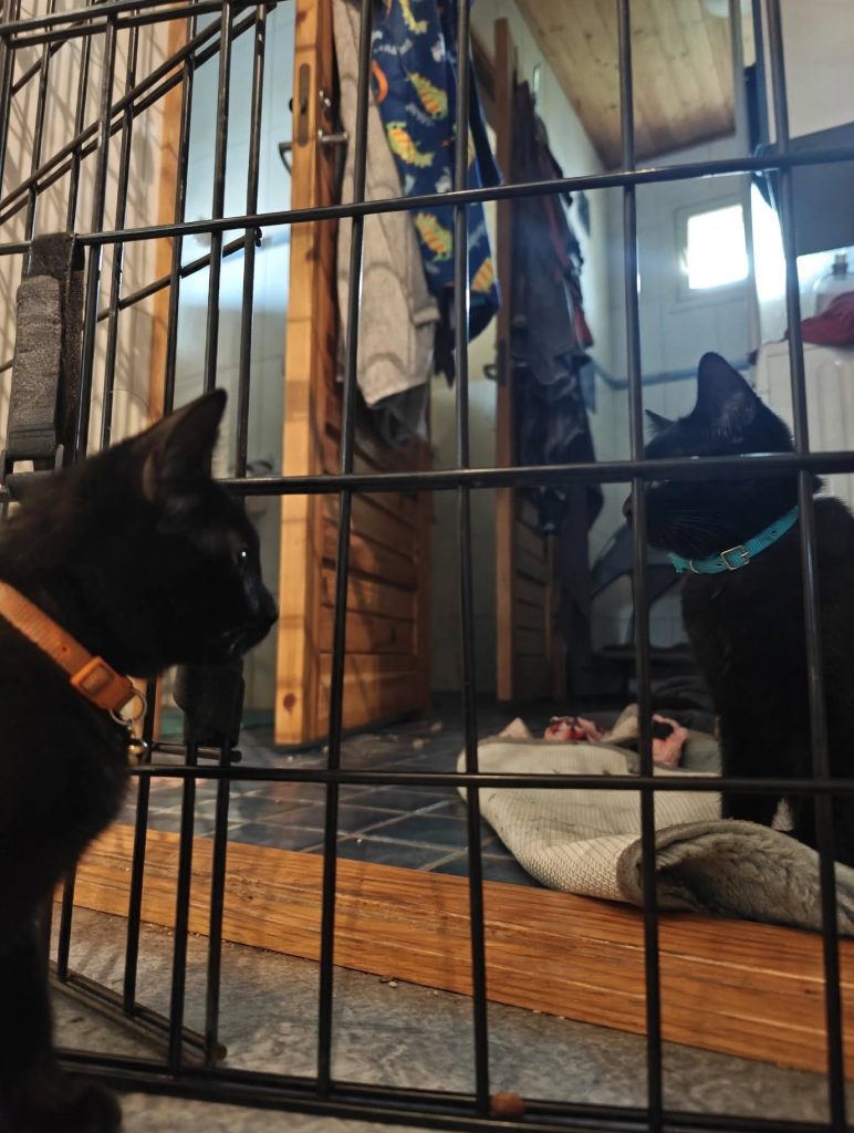 two_black_cats_gate – kopio
